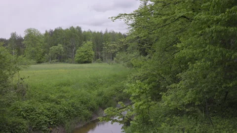 The small river flows through the forest, 8K Stock Footage 167117873