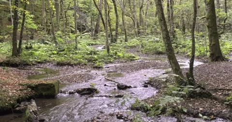 Small river flows through the forest Stock Footage 220622107