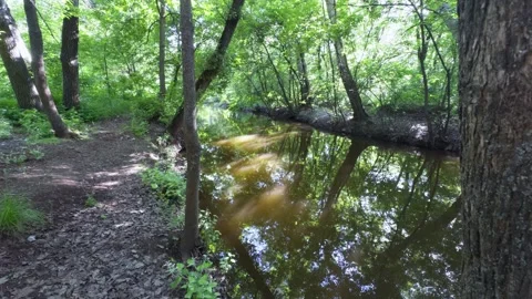 A small river flows through a forest, surrounded by greenery, with sunlight.. Stock Footage 309914505