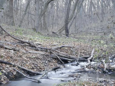 A small river flows through the forest valley Stock Photos