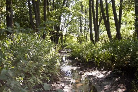 A small river flows through the green forest in the summer. Landscape. Stock Photos