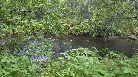 A small river flows through a lush green forest during the day Fotos de archivo
