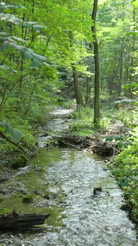 A small river flows through a summer forest Stock Footage 284668640