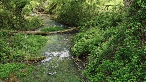 Small river flows through the trees with a fallen trunk in the foreground Stock Footage 153748265