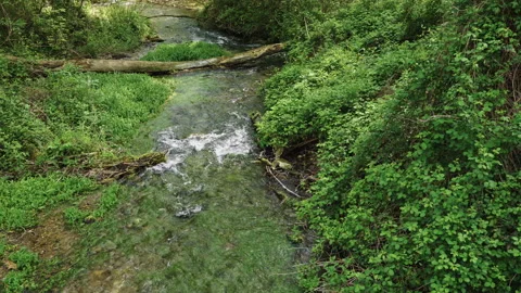 Small river flows through the trees with a fallen trunk in the foreground Stock Footage 153749201