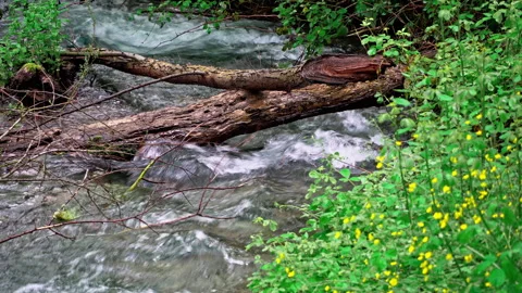 Small river flows through the trees with a fallen trunk in the foreground Video stock 246032557