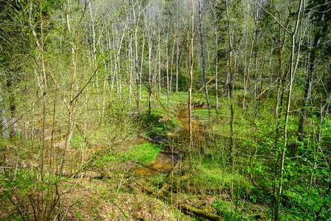 A small river flows through the untouched forests of Latvia. Gaujas nationa.. Foto stock