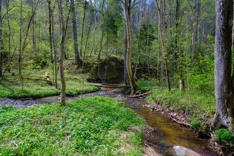 A small river flows through the untouched forests of Latvia. Gaujas national  Foto stock