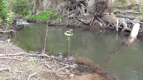 A small river flows in a valley surrounded by trees, daytime Stock Footage 275354725