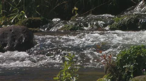 Small river with foamy bright and clear water Stock Footage 11528246