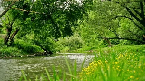 Small River Stock Footage 11236621