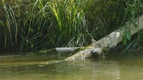 Small river Video stock 12751457