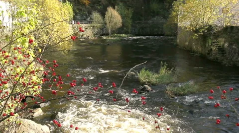 Small river. Stock Footage 43876253