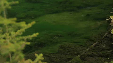 Small river Stock Footage 54104258