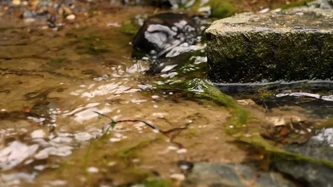 Small river Stock-Footage 79602847