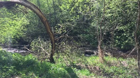 Small river Stock Footage 97820074