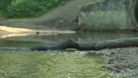 The small river Stock-Footage 110362917