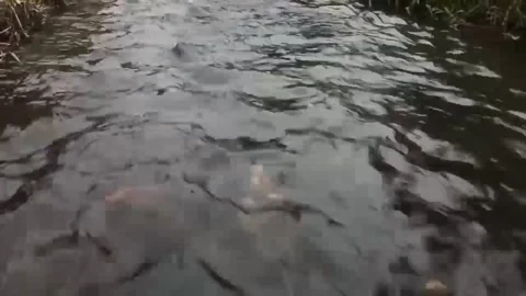 A SMALL RIVER Stock Footage 255868232