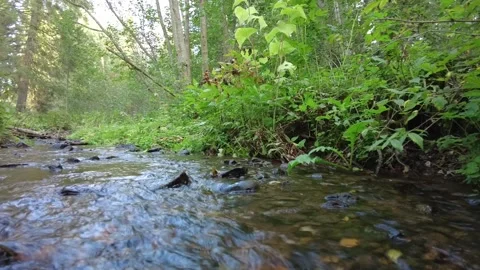 Small river in the forest 2 動画素材 159664145
