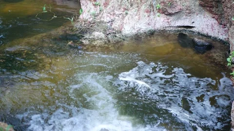 Small-river-in-the-forest-2024-07-12-09-29-40-utc Stock Footage 280081981