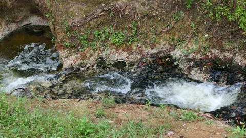 Small-river-in-the-forest-2024-07-13-13-24-45-utc Stock Footage 280081990