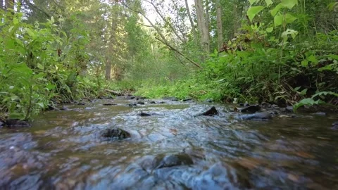 Small river in the forest 3 動画素材 159664228