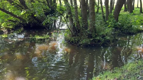 A small river in the forest among the trees Stock Footage 249015811