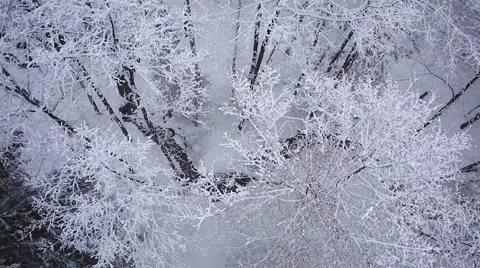 Small river in the forest amongst the trees in the winter Stock Footage 60777514