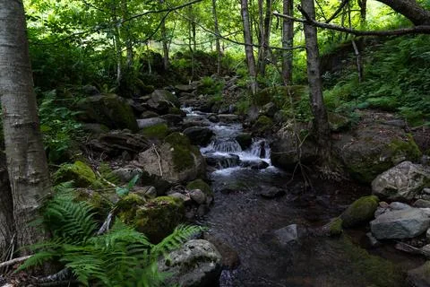 A small river in the forest between the rocks, Georgia Stock Photos