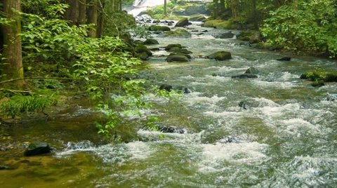 Small river in the forest. chiang mai, thailand Stock Footage 40782910