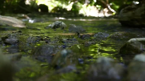 A small river in the forest. Close up view Stock Footage 183298910
