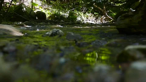 A small river in the forest. Close up view Stock Footage 183298987