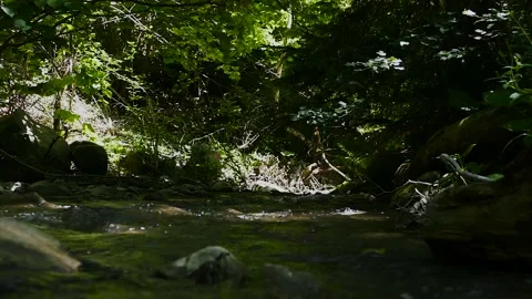A small river in the forest. Close up view Stock Footage 183299283