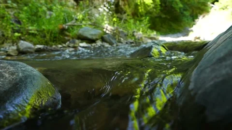 A small river in the forest. Close up view Stock Footage 189800046