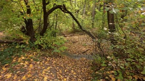 Small river in the forest during autumn with fall leaves Vídeos de archivo 288468641