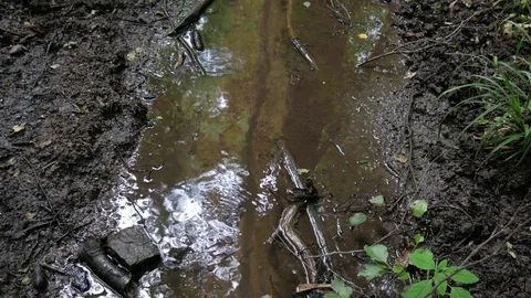 Small river in forest Stock Footage 77578749