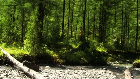 Small River in the Forest 스톡 동영상 80325183