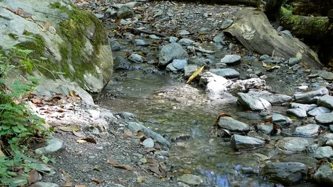 Small River in the Forest Vídeos de archivo 97272955