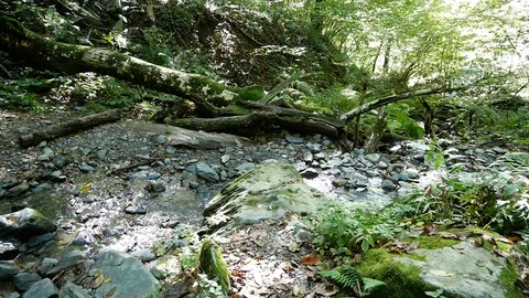 Small River in the Forest Vídeo Stock 97273027