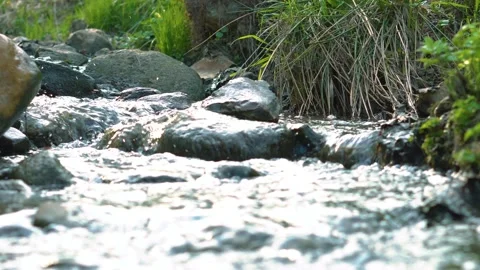 Small river in the forest Stock-Footage 107601923