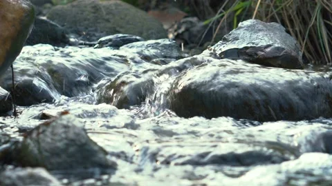 Small river in the forest Stock-Footage 107601985