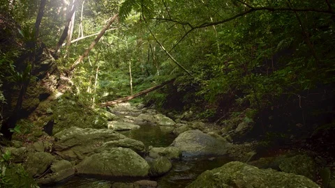 Small river in the forest Stock Footage 122363905