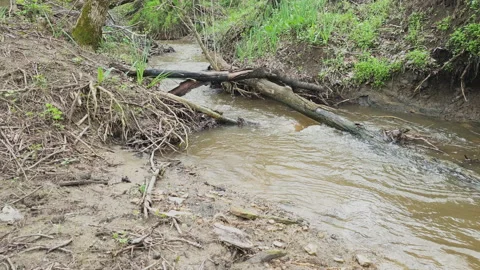 Small river in the forest 库存影片 153184165