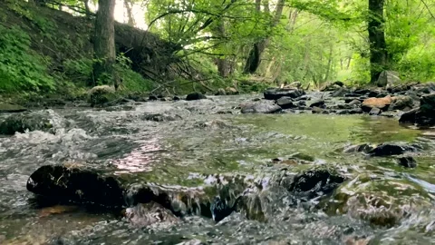 Small river in the forest Stock Footage 155253252
