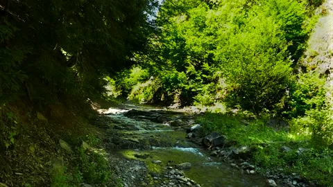 A small river in the forest Stock Footage 183298272