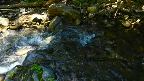 A small river in the forest Stock Footage 184906229