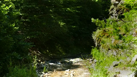 A small river in the forest Stock Footage 184906276