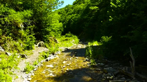 A small river in the forest Stock Footage 184906518