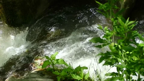 A small river in the forest Stock Footage 184908691