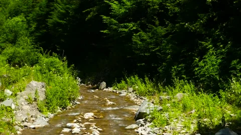 A small river in the forest Stock Footage 189800630